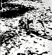 Optical illusion where there is a spotted dog in the backgraound of a picture